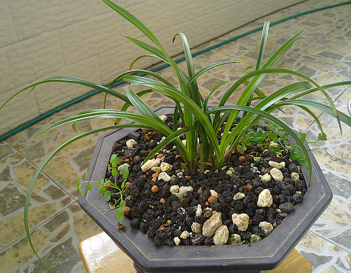 兰花引种苗要几年才开花