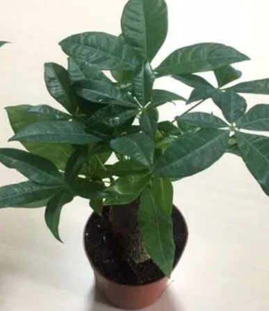 发财树适合多大的花盆