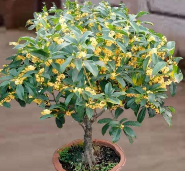 桂花盆土的配比