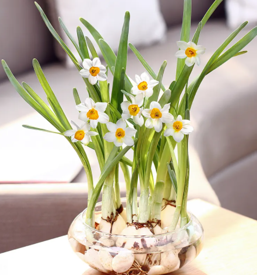 水养水仙花怎么养