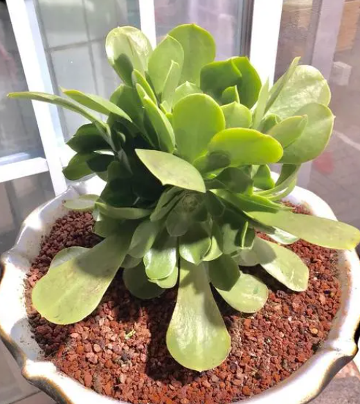 玉龙观音几年一开花