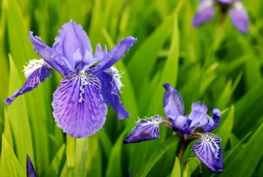 鸢尾花在室内养可以吗