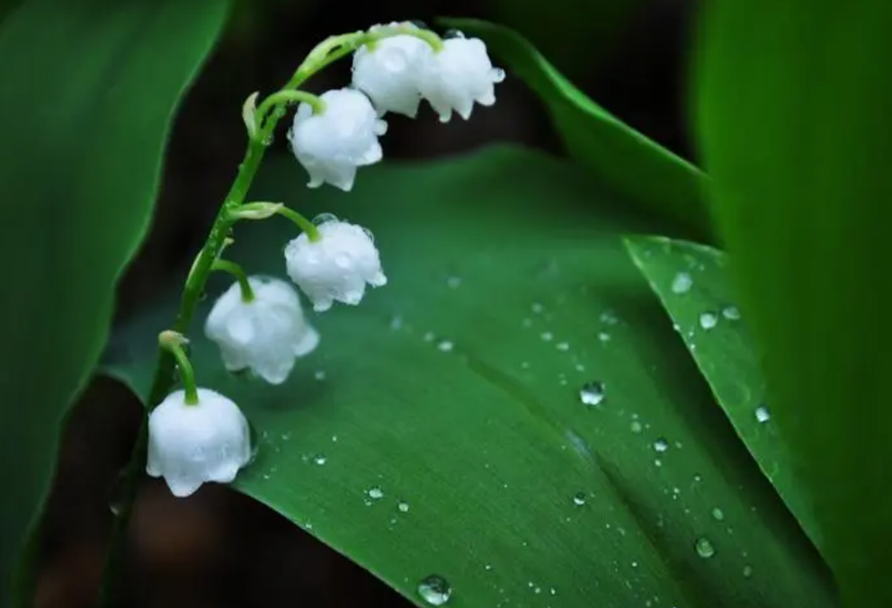 铃兰的花期有多长