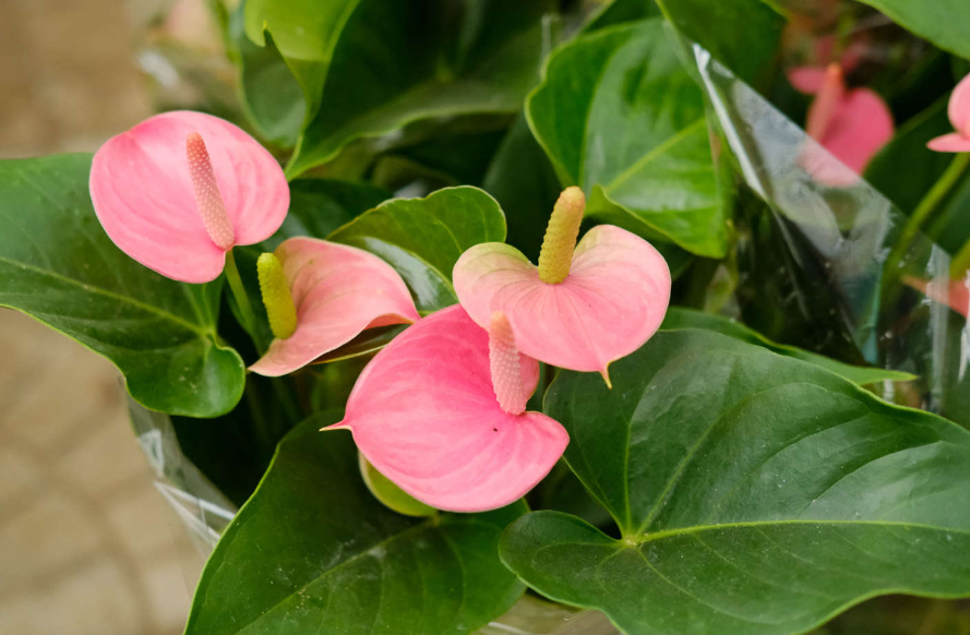 粉掌为什么不开花了