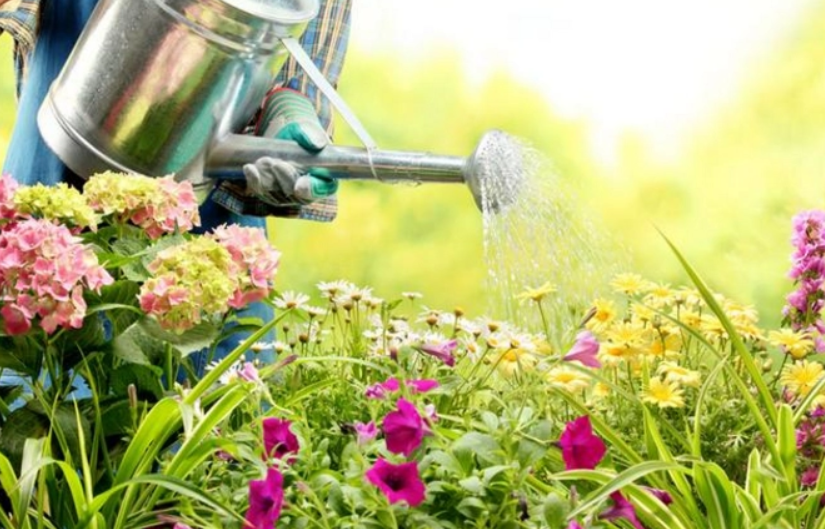 雨水可以直接浇花吗