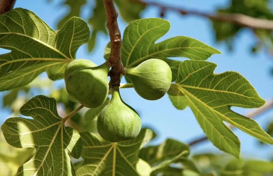 无花果树修剪时间和方法