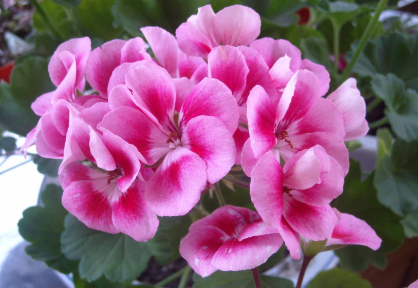 花卉秋播的具体时间