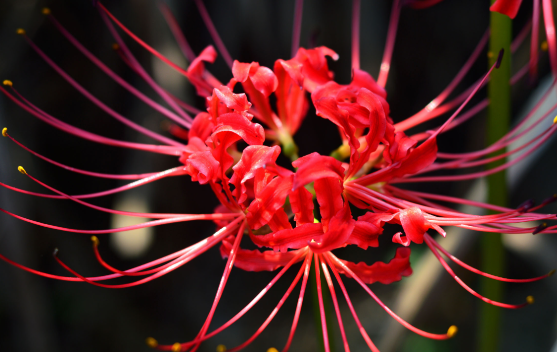 彼岸花的种子在哪个部位