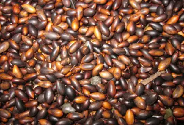 黄花梨种子药效