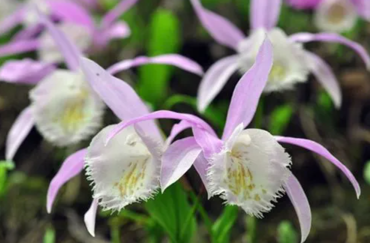 一叶兰开花啥时换盆