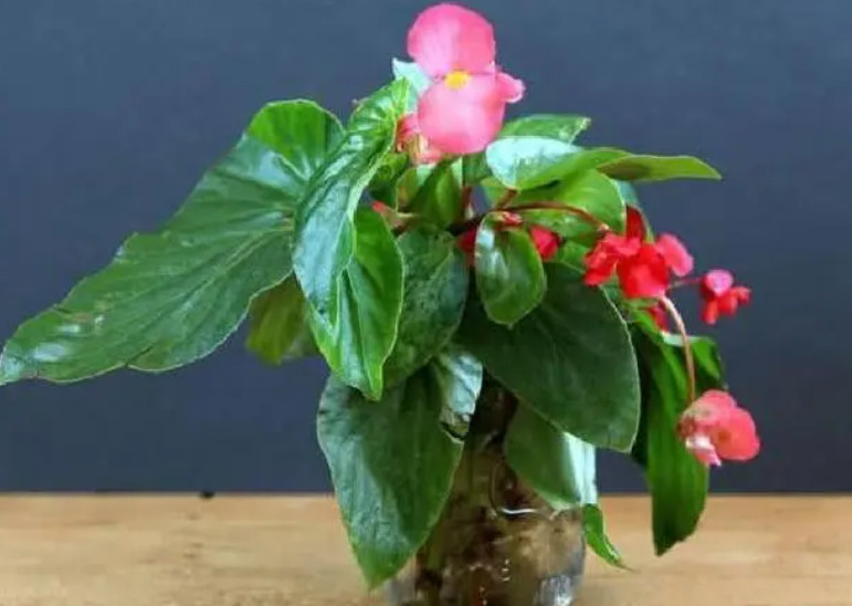 水培海棠花的养殖方法
