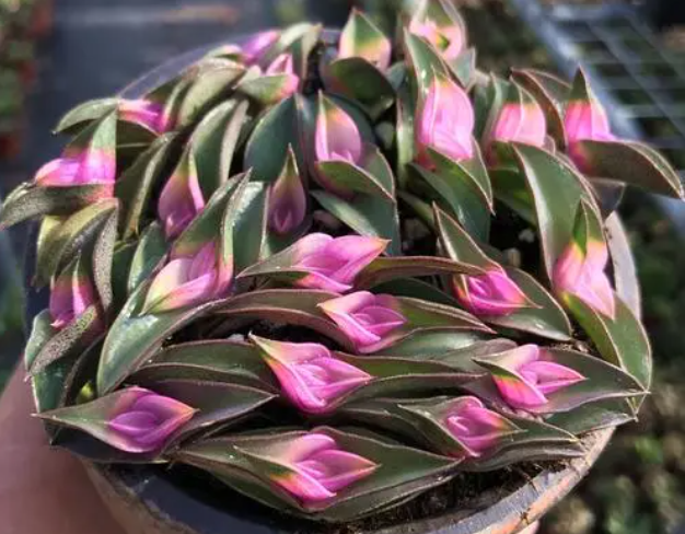 一帆风顺多肉开花后怎么修剪