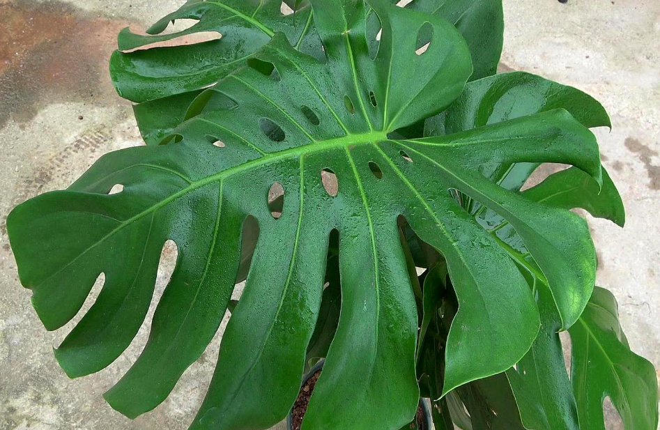 室内适合养的18种植物花