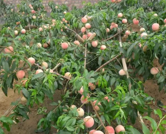 桃树从种子到开花结果的生长日期