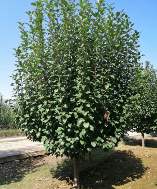 八棱海棠树是什么样的