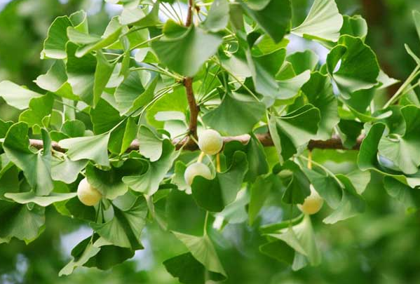 种银杏树有什么讲究