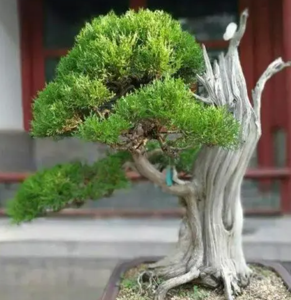 柏树修剪为什么不能用剪刀