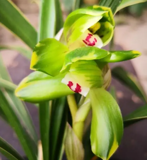 大富贵兰花好养吗