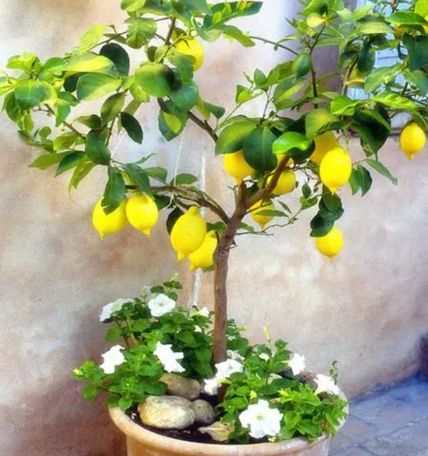 柠檬树什么时候栽最好