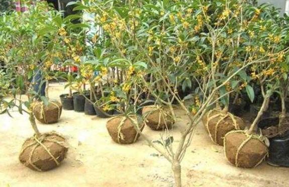 桂花移栽多长时间能成活