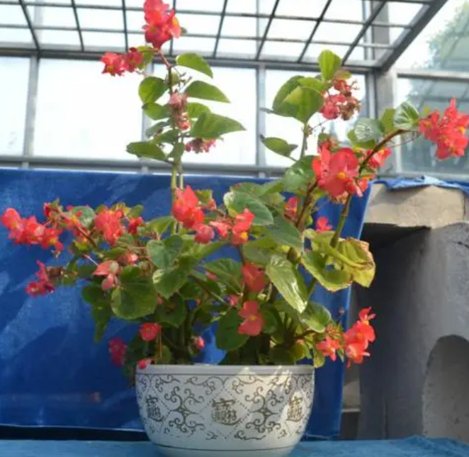 四季海棠花怎样修剪