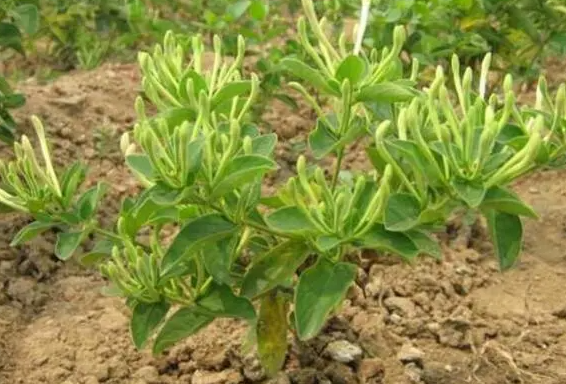 金银花怎么繁殖