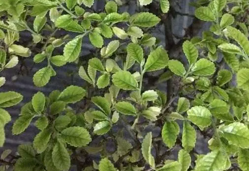 小榆树叶子枯萎了什么原因