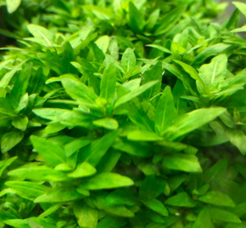 南美叉柱花生长要求