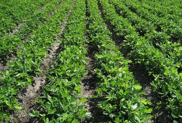 什么时候种春花生最好