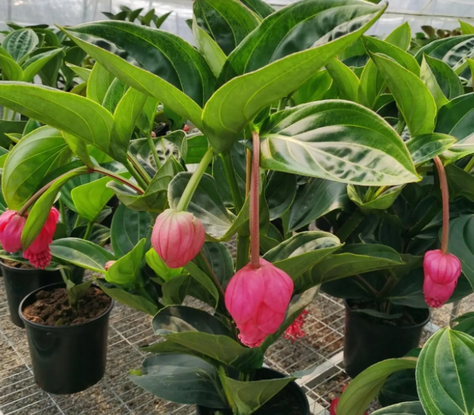 宝莲灯花是多年生吗