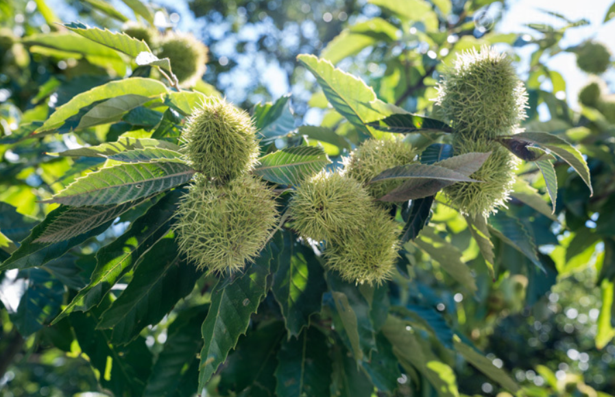 栗子树不嫁接长栗子吗