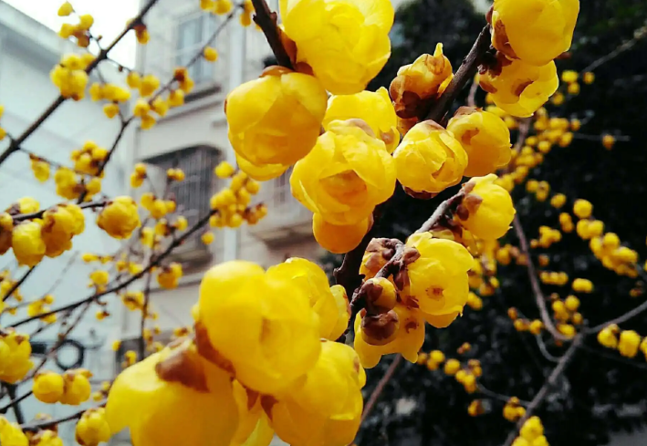 30年的腊梅树值多少钱