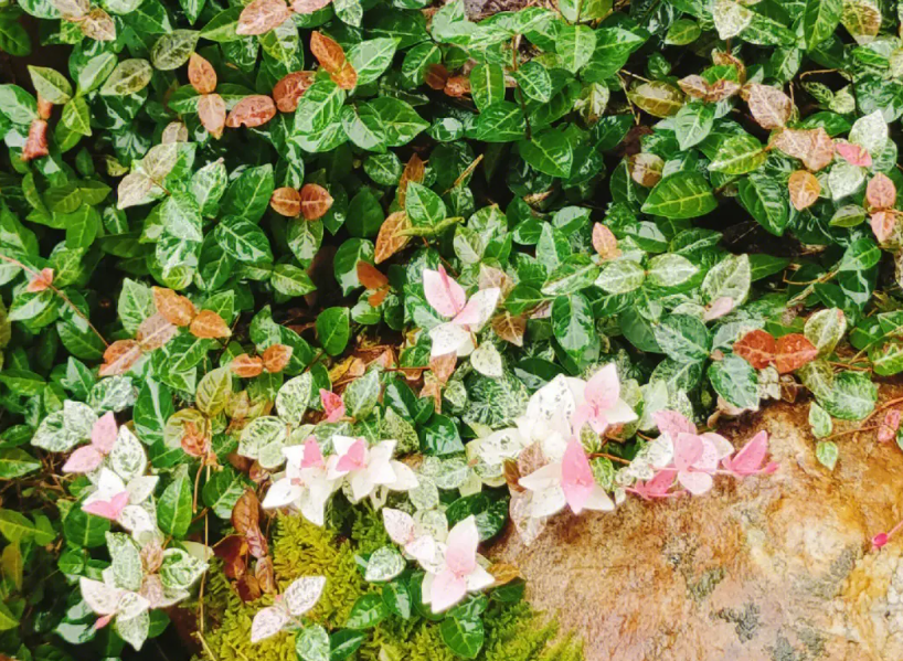 花叶络石施什么肥好