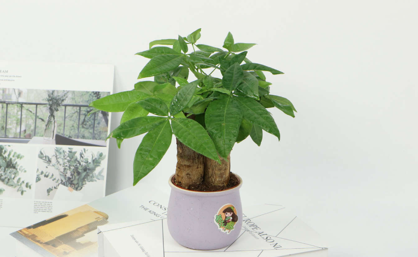 发财树要怎么养才能枝叶茂盛