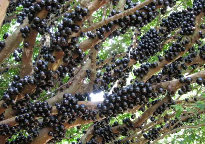 嘉宝树盆栽怎样种最好