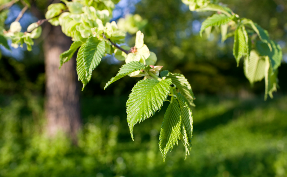 榆树树龄最多多少年