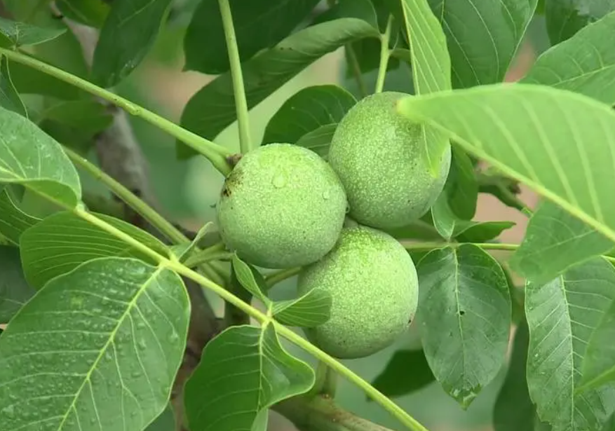 核桃树什么时候挂果