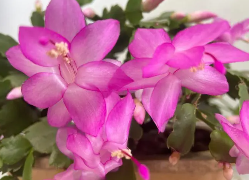 蟹爪兰开花后怎样养护