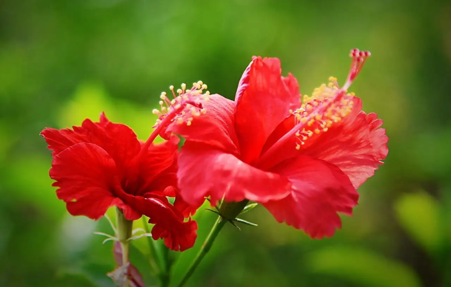 朱槿花和扶桑花一样吗