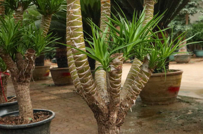 龙血树移盆如何提高存活率