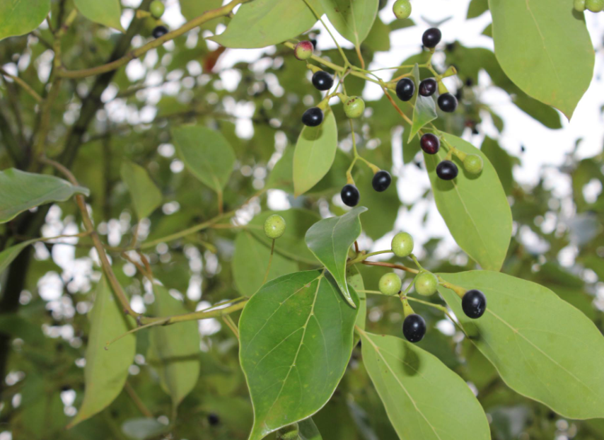 香樟树的种植与管理