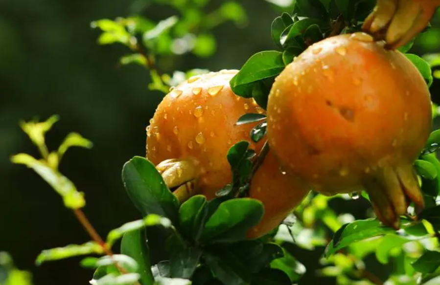 石榴树的生长过程如何