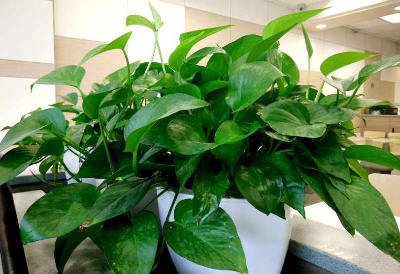 什么样的花盆适合栽种绿萝呢