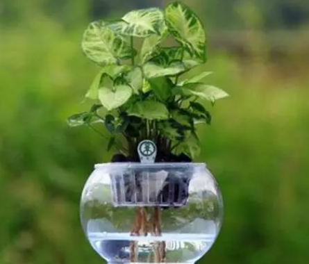 水养花用什么水