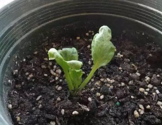 花毛茛从发芽到开花需要多久