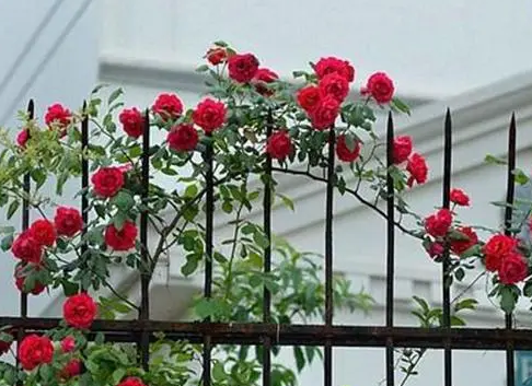 阳台养蔷薇花风水好吗