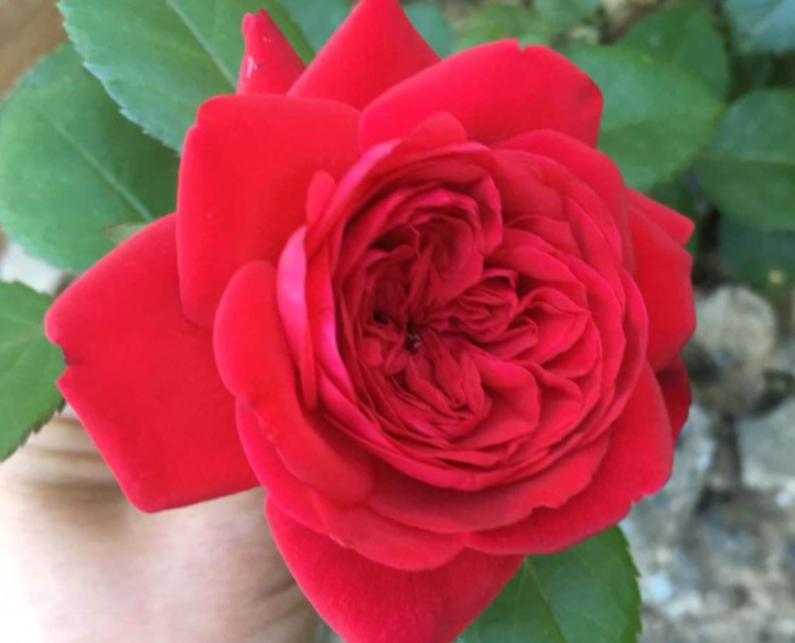 玫瑰国度的天使月季花型