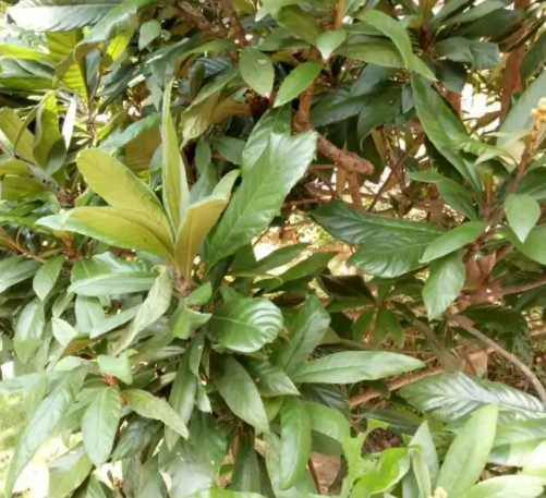 枇杷花芽和叶芽的区别