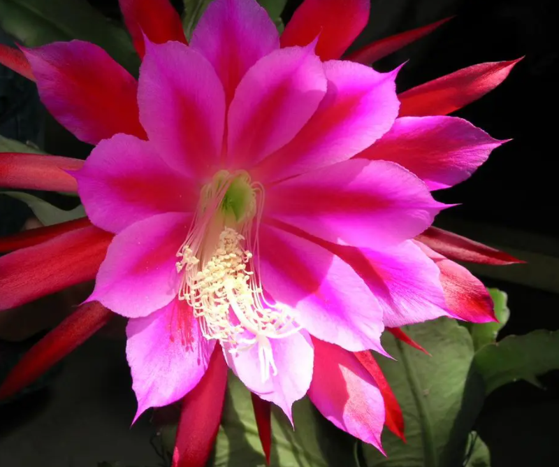 十大名贵令箭荷花品种