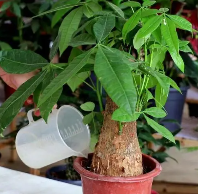 怎样养发财树又壮又好